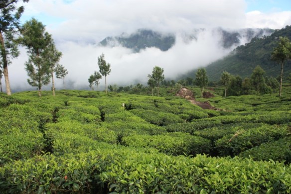 Munnar, Kerala