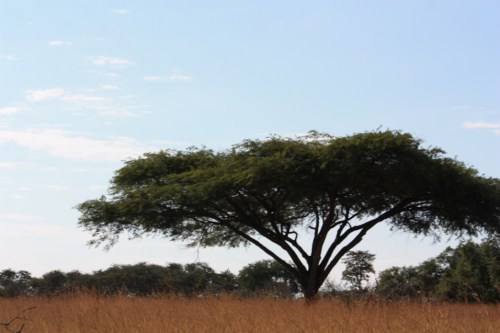 Taken in May of 2016 near Lusaka, Zambia.