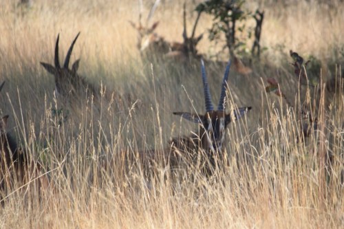 Taken in May of 2016 near Lusaka, Zambia