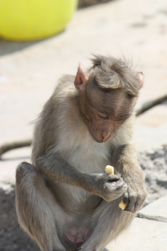 Taken in March of 2014 at Nandi Hills
