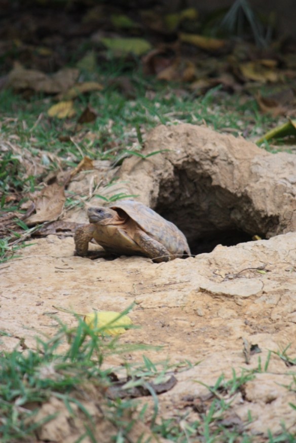 Taken in May of 2016 at Kalimba Reptile Park near Lusaka