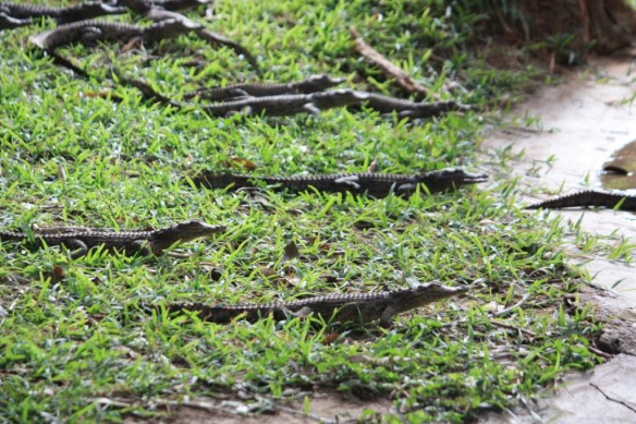 Mass flight to water
