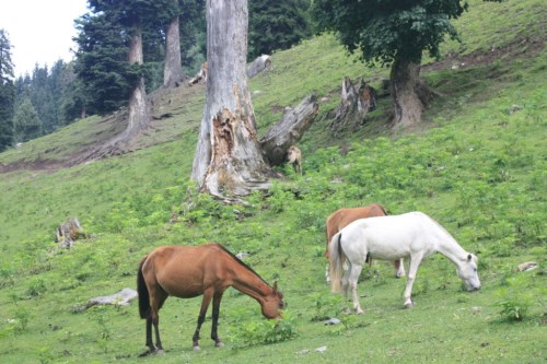 Taken in July of 2016 in Sonamarg