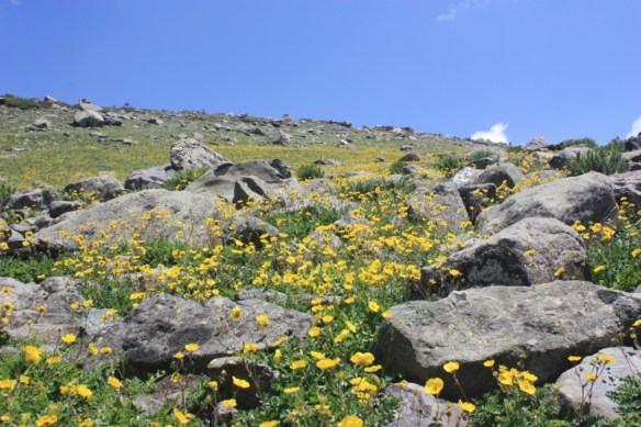 Taken in Kashmir in August of 2016