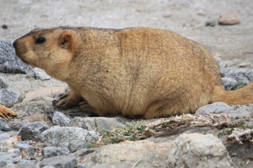 Taken along the road to Pangong Tso in August of 2016
