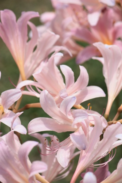 Taken at the Botanical Garden in Srinagar in August of 2016