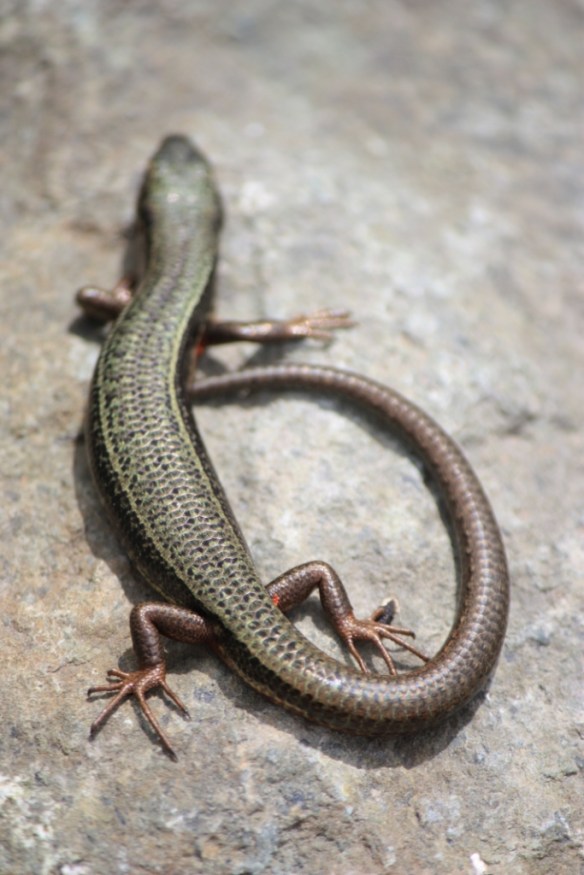 Taken in July of 2016 on the trail between Naranag and Sonamarg