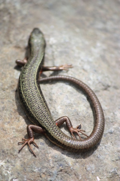Taken in July of 2016 on the trail between Naranag and Sonamarg