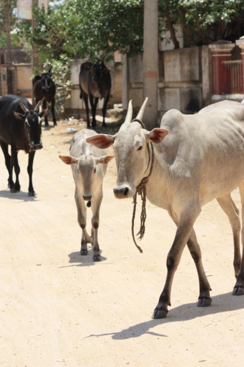 Taken in March of 2015 at Savandurga 