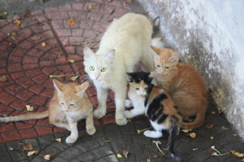 Taken on October 25, 2016 in Bangalore.