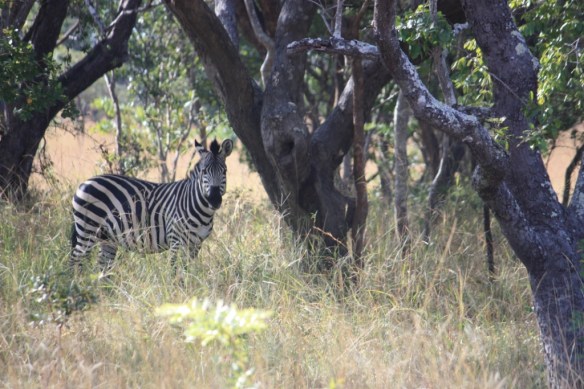 Zebra at the Chaminuka Game Reserve near Lusaka