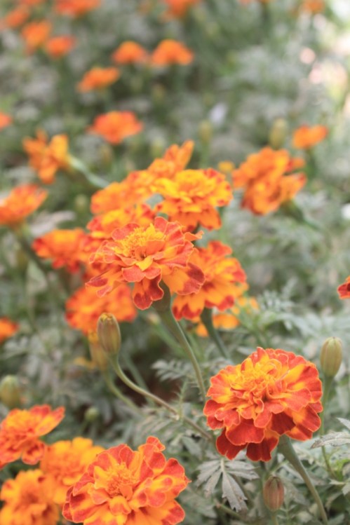 Taken on January 22, 2017 at Lalbagh Botanical Gardens