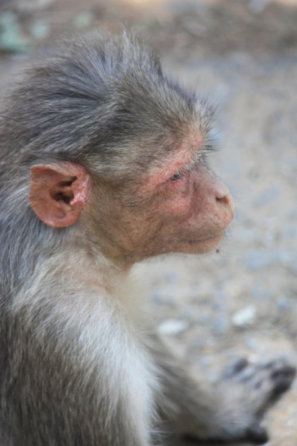 Taken in March of 2014 in Nandi Hills