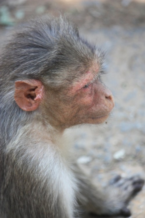 Taken in March of 2014 in Nandi Hills