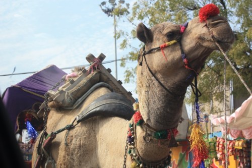 Taken near Pushkar in November of 2015