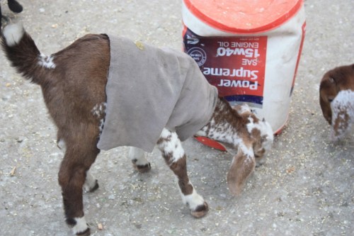 Taken in Jaipur in November of 2015