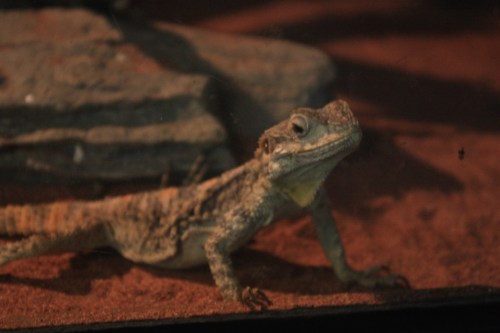 Taken on March 5, 2017 at  Dusit Zoo in Bangkok