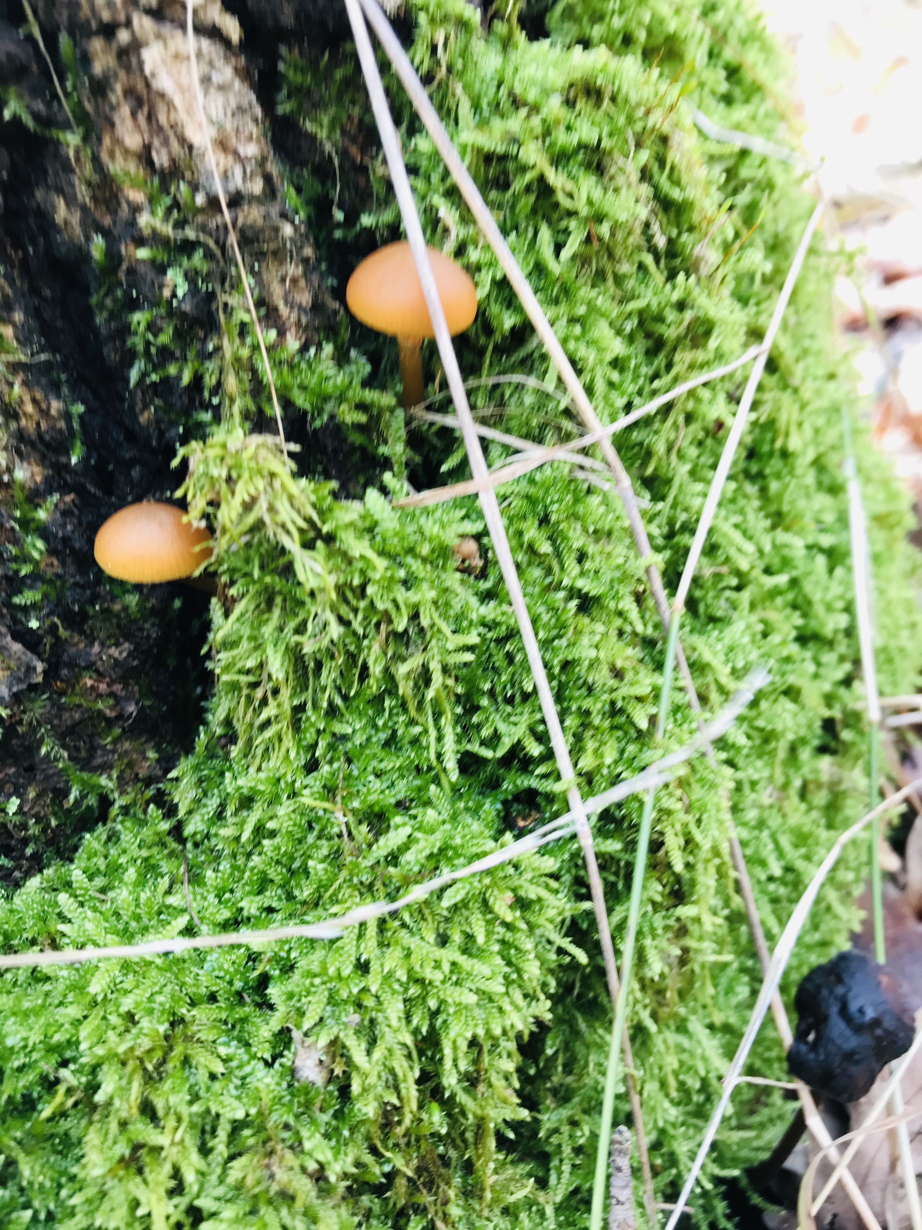 371D2BE7-FF6A-4B0D-944F-1E499F38DBB8