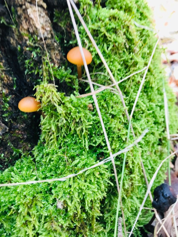 371D2BE7-FF6A-4B0D-944F-1E499F38DBB8