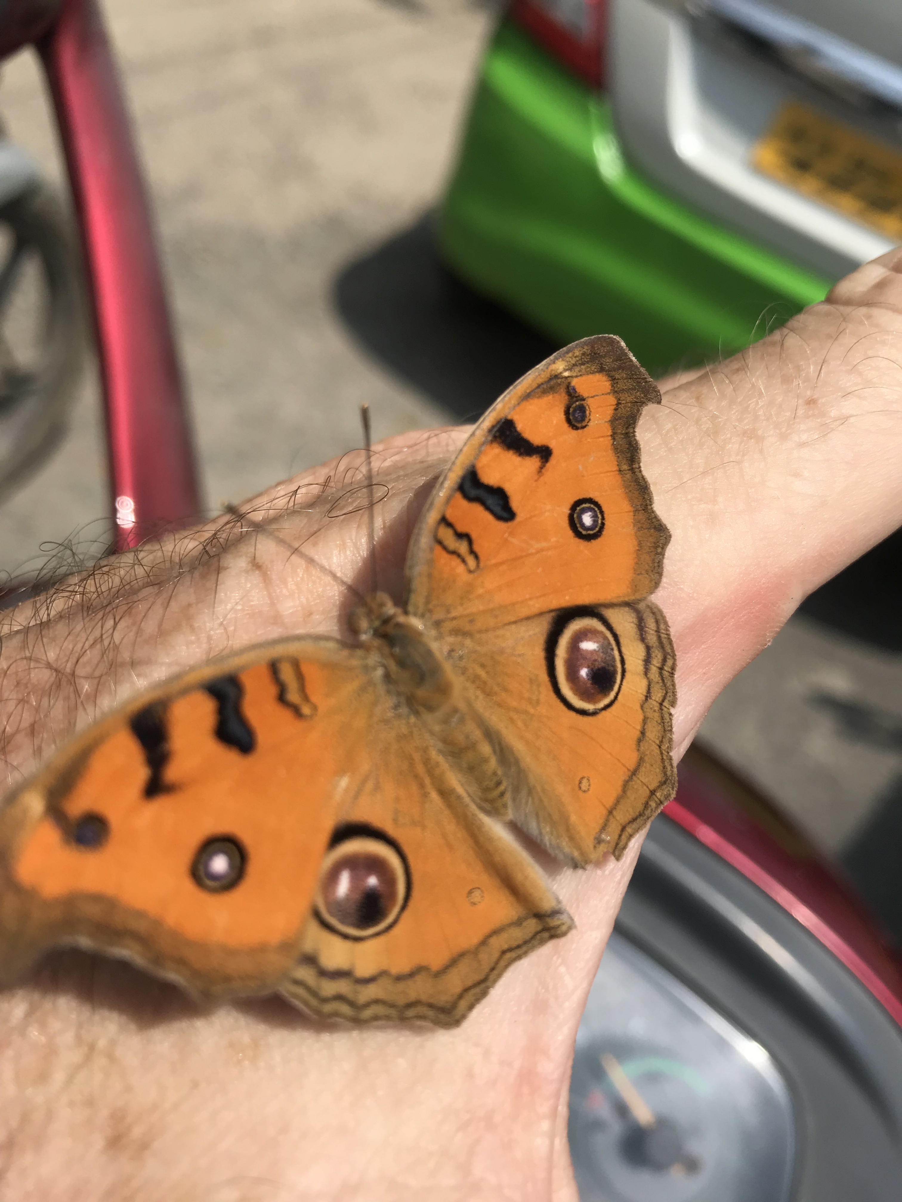 92E412E8-40A6-43FF-BFD1-112CDBB03CB2