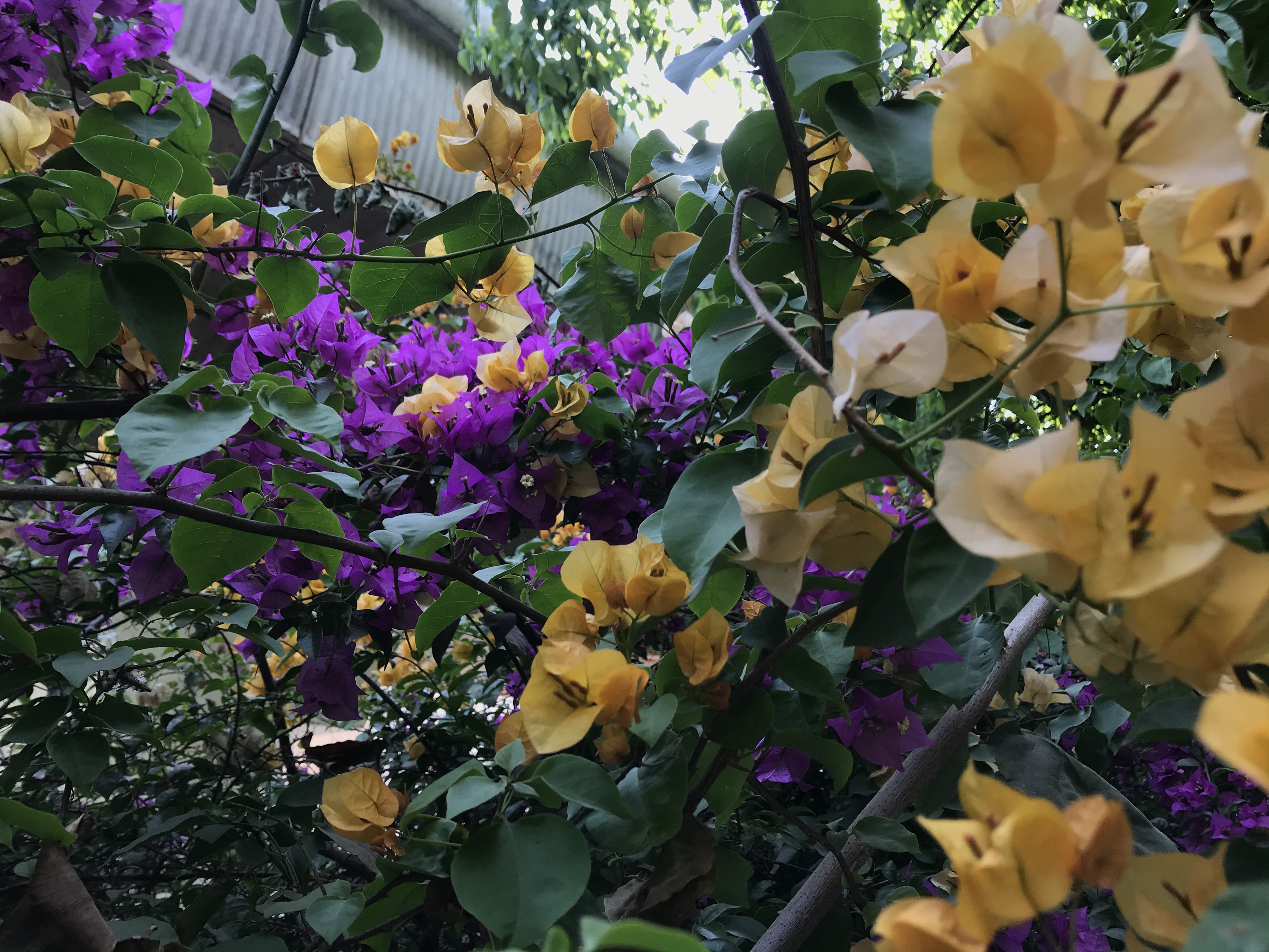 455DC260-4E55-4B75-AB34-4EAE403E4465