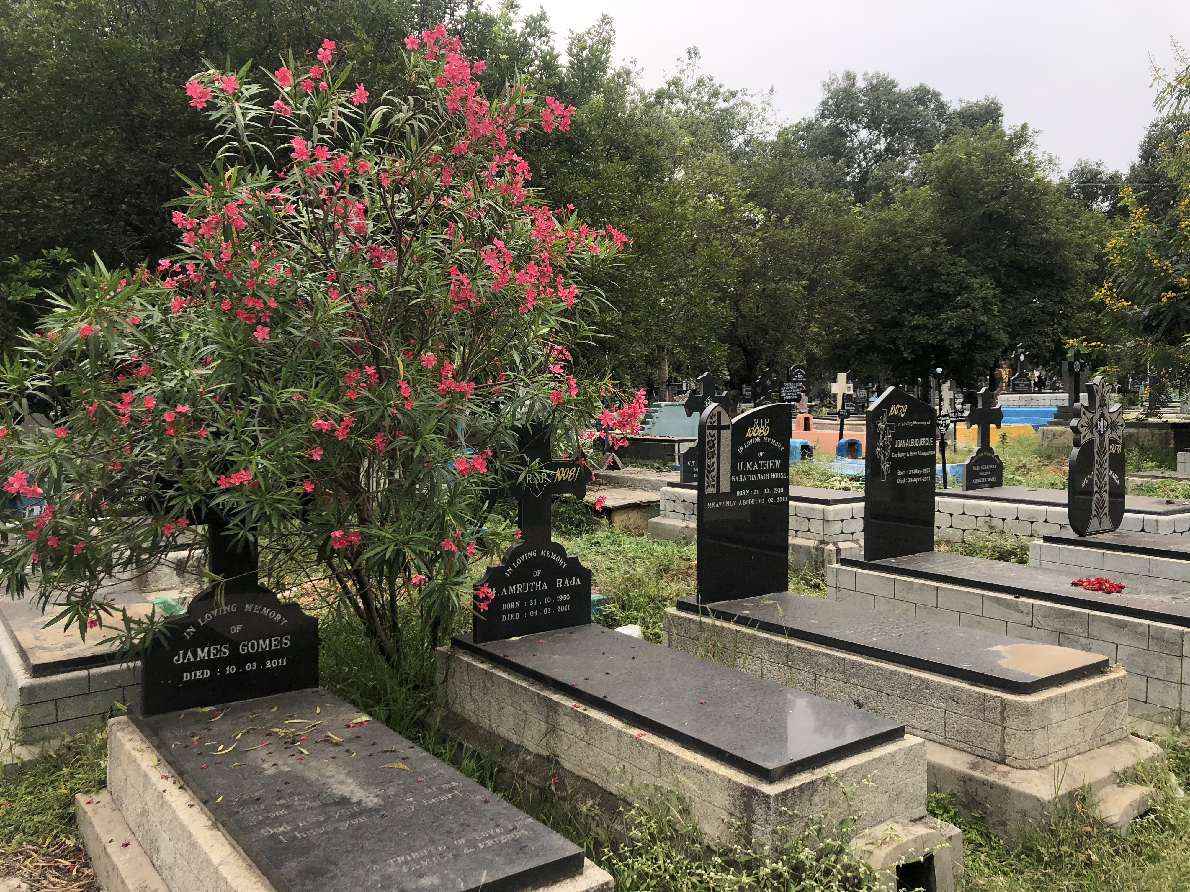 Cemetery Math [Free Verse] | Tiger Riding for Beginners