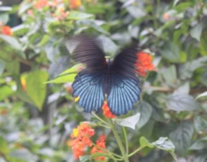 Great Mormon Butterfly [Papilio Memnon]