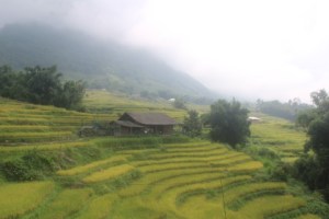 Mường Hoa Valley, Sa Pa, Vietnam; An old farmhouse on the rice terraces.