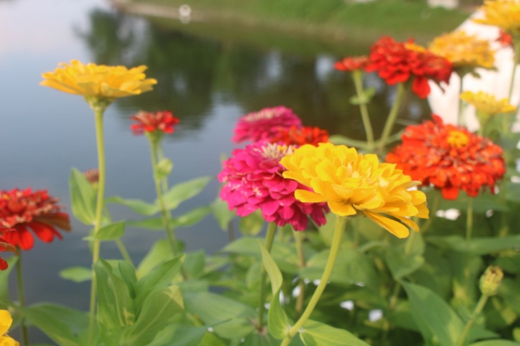 Flowers in the flowerbeds of the bridge to Thống Nhất Island in the Thống Nhất Park.