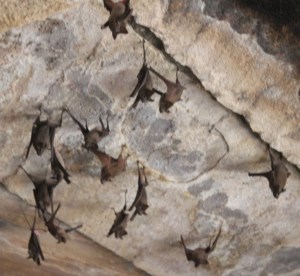 Bats at Bateshwar Temple Group, Morena, (near Gwalior,) Madhya Pradesh, India.