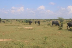 Cow Pasture: Photo taken north of Gwalior in Madhya Pradesh on the hike to the Nareshwar Temple Group.