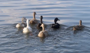 A "raft" (a.k.a. flock) of ducks float on Rudrasagar (Twijilikma) Lake in Tripura, India. 
