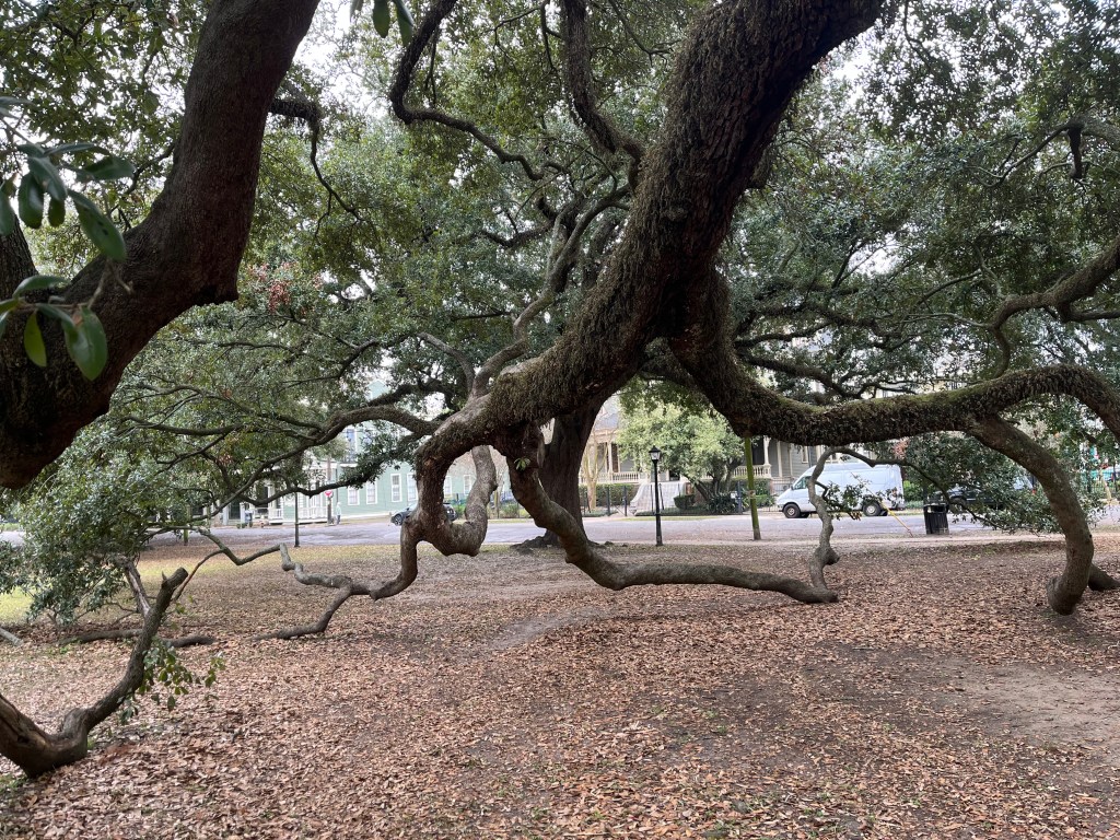 Live Oak trees in Coliseum Square Park of New Orleans.