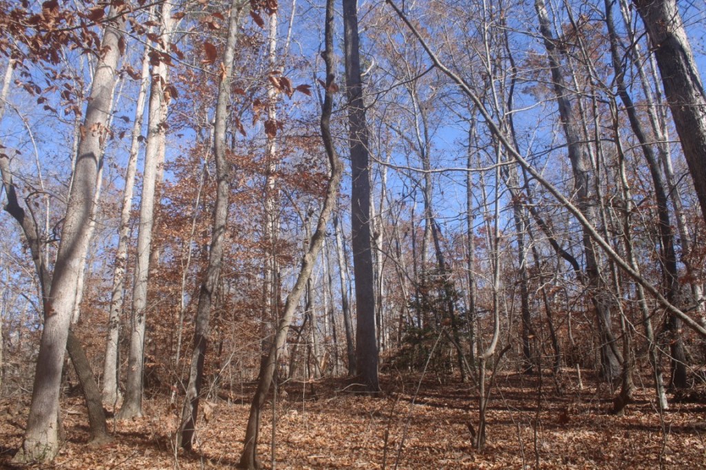 Taken on the Butch Kennedy Trail, near Lake Hartwell.