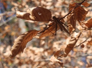 A grasshopper hanging on a branch of desiccated leaves at the end of Autumn.