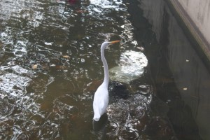 A Great Egret taken at Vickery Creek Trail in Atlanta, GA. 