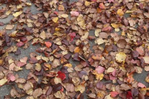 Fallen leaves on the sidewalk after a rain.