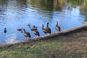 Ducks at the edge of a pond at Audubon Park in New Orleans. 