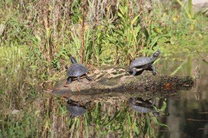 Two turtles on a rock surrounded by water. 