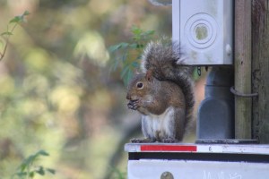 A squirrel in New Orleans' City Park, eating an acorn on a power pole.
