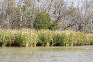 Taken in the Pearl River bayou near Slidell, Louisiana.