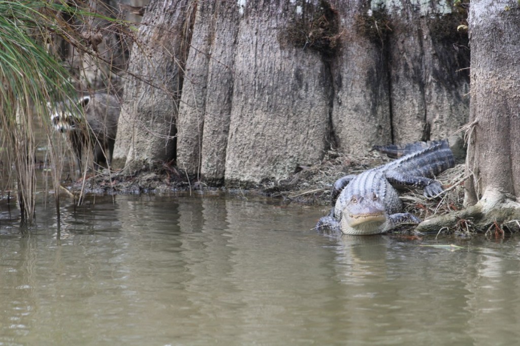 A raccoon rounds the base of a tree and becomes aware of an alligator. Taken in the Louisiana bayou near Slidell.