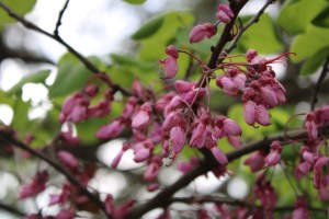 Photograph taken in Tbilisi, Georgia in late Spring. The pink flower buds appear to be from a Redbud tree.