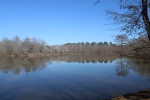Photograph taken in Van de Graaff Park near Tuscaloosa, Alabama.