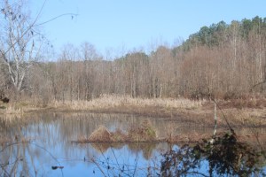 A photograph taken in Van de Graaff Park near the Tuscaloosa, Alabama airport.