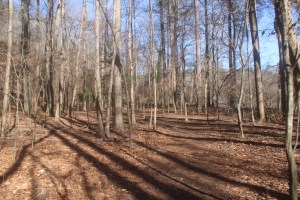 A photograph of the woods in Winter in Paces Mill National Park, Atlanta. 
