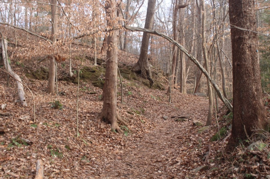 Taken in Big Trees Forest Preserve in Sandy Springs, Georgia (Atlanta area.)