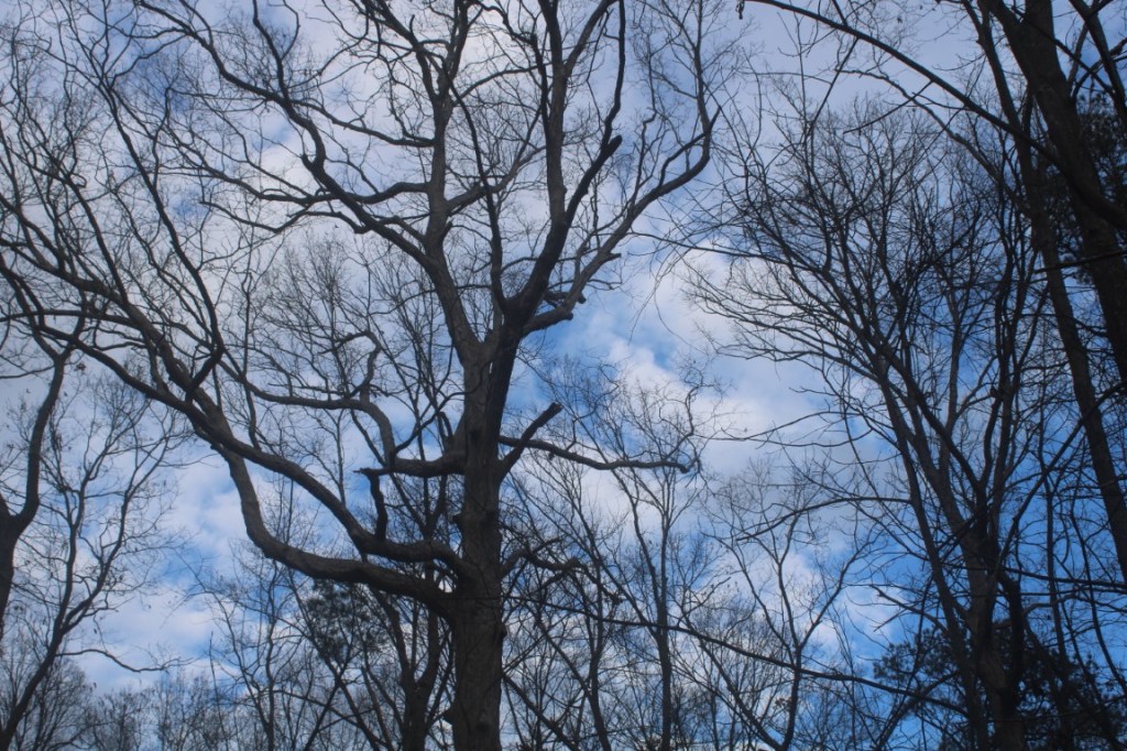 Big Trees Forest Preserve in Sandy Springs, GA (Atlanta area.)