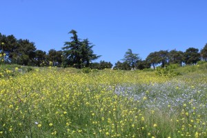 Photograph taken in Tbilisi, Georgia near Tbilisi Reservoir in Late Spring.