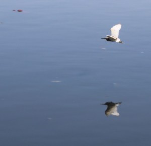 Photograph of an egret flying over the Gomti River in Lucknow, Madhya Pradesh, India.